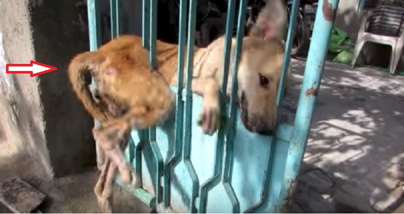 Le chien se coince dans la porte et personne ne veux l Le chien se coince dans la porte et personne ne veux l