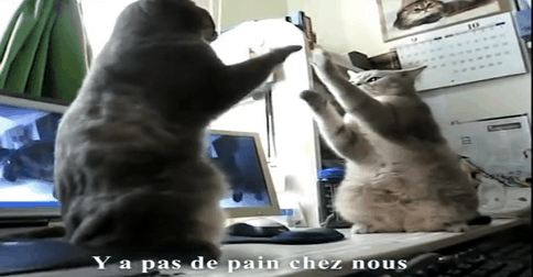 Des Chats Marrants Qui Dansent La Capucine Lolll