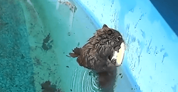 sauvetage écureuil piscine vidéo