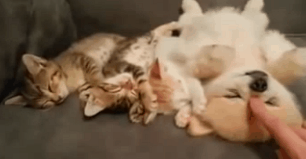 chiot et chatons qui dorment ensemble
