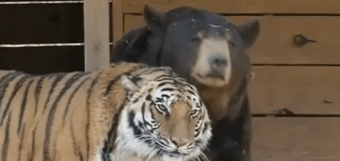 amitié entre ours et tigre vidéo