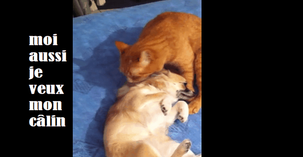 vidéo de câlins entre chien et chat