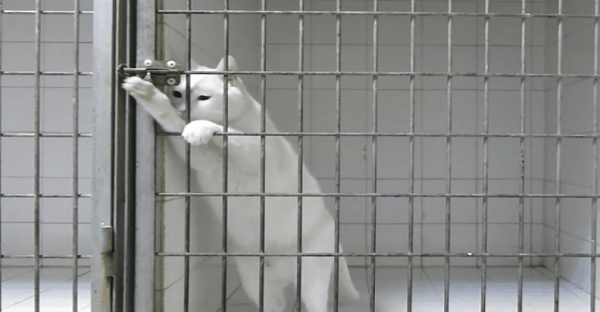 évasion d'un chat de sa cage vidéo
