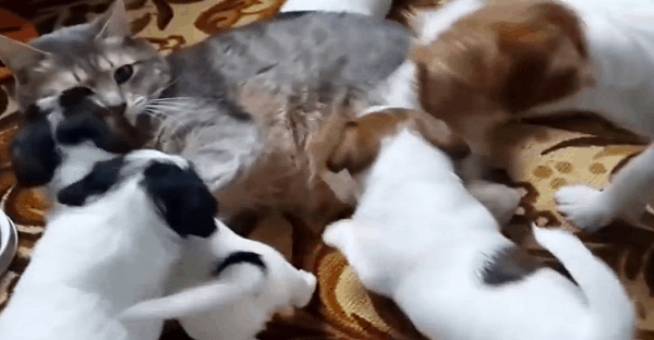 compilation de chien et chaton en vidéo
