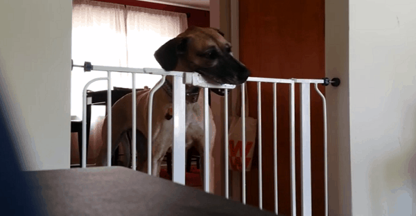 chien intelligent ouvre une porte barrée