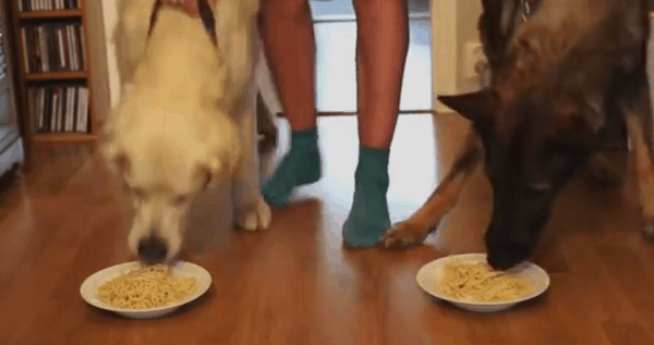 chien compétition de spaghetti