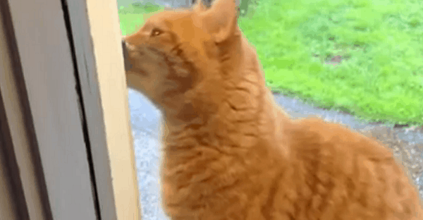 chat qui sonne à la porte