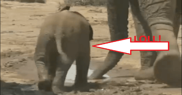 un éléphant qui a des problèmes