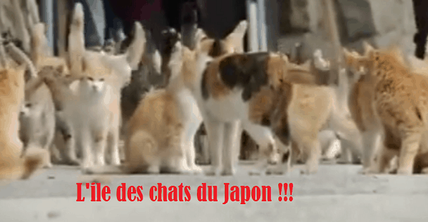 ile des chats au Japon