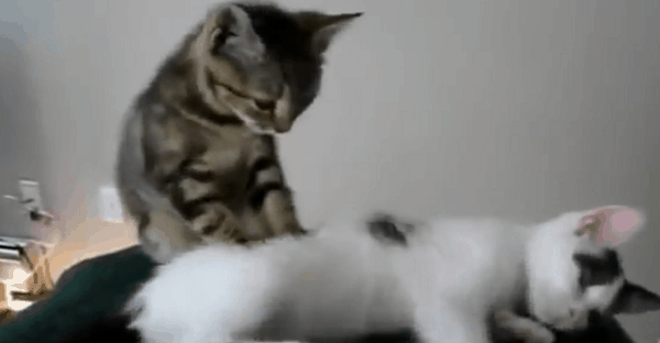chat qui caresse un autre chat