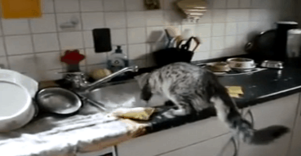 chat aide à faire la lessive