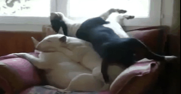 3 chiens sur une même chaise