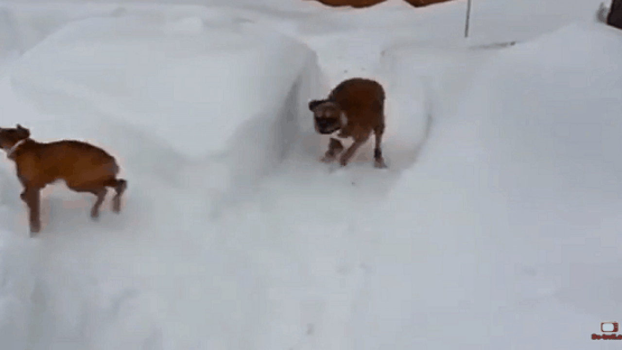 Deux Chiens Boxer Jouent Ensemble Dans La Neige La Reaction De L Un Est Trop Drole