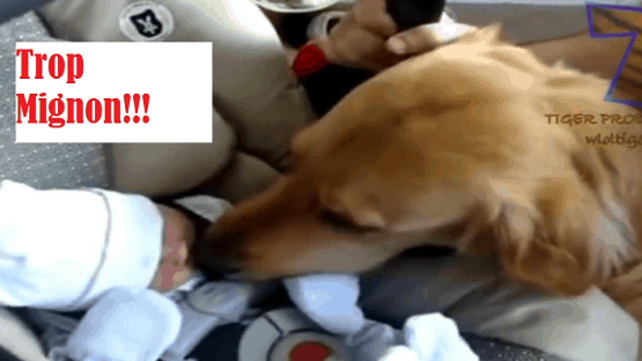 Une Magnifique Compilation De Chiens Et Chats Qui Rencontrent Des Bebes Trop Chou