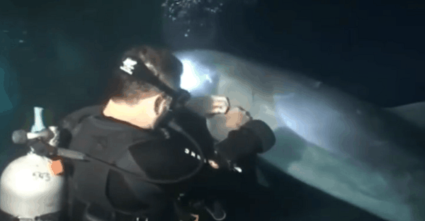 sauvetage d'un dauphin dans la mer
