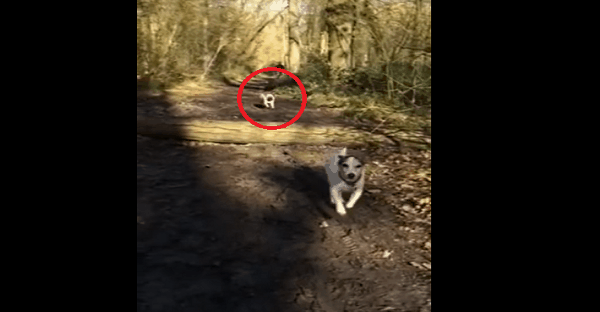 chien qui chute dans le bois