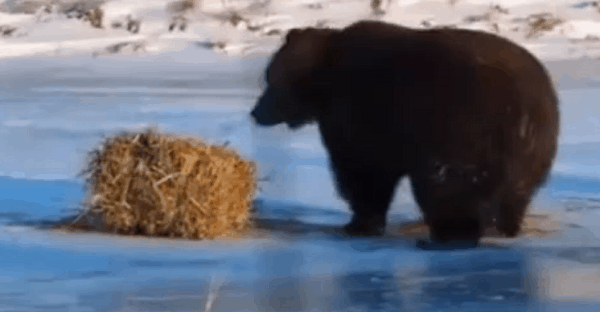 ours qui joue avec une balle de foin