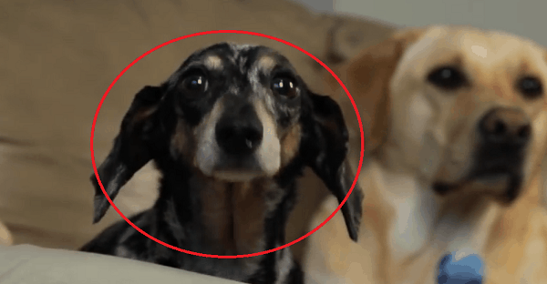 chien avec pattes arrière paralysé