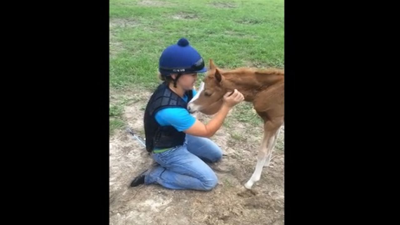 L Amour Entre Un Bebe Cheval Et Une Femme Des Images Trop Craquantes A Voir