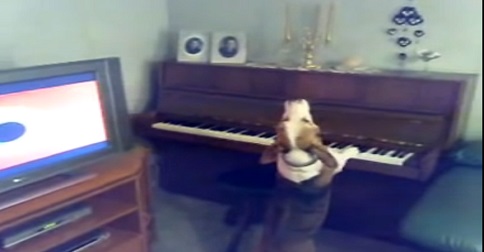 chien qui joue du piano