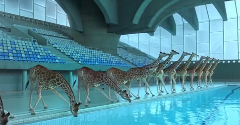 spectace de girafe