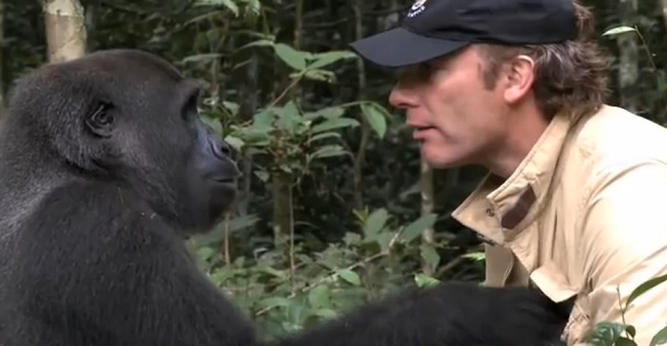 Après 5 ans de séparation, cet homme retrouve un gorille. Des images ÉMOUVANTES!