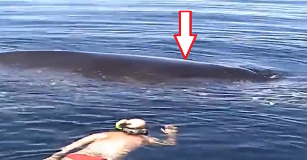 sauvetage d'une baleine