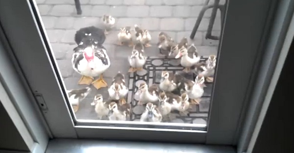 Une famille de canard vient frapper à la porte. Des images trop MARRANTES!