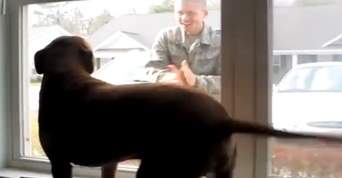 retrouvaille entre un soldat et son chien