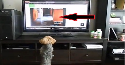 chien qui saute devant un téléviseur