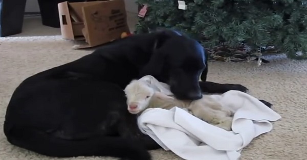 Un agneau est laissé par sa mère, voyez comment cette chienne en prend soin de lui. VRAIMENT TROP MIGNON!