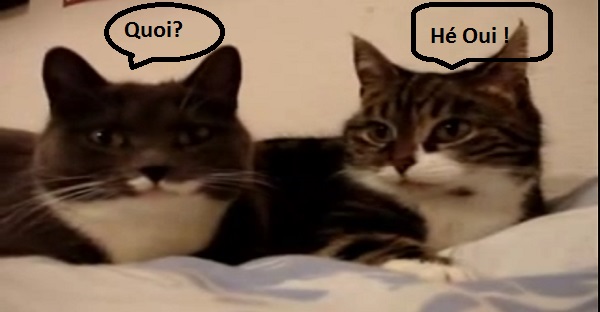 Une conversation animée entre chats. TROP DRÔLE À VOIR LOL!