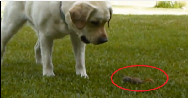 chien joue avec écureuil