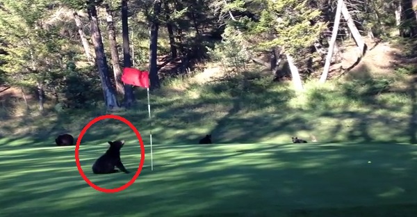 Un"Foursome" de golfeur bien spécial a été filmé. Celui qui tient le drapeau est trop DRÔLE LOL!