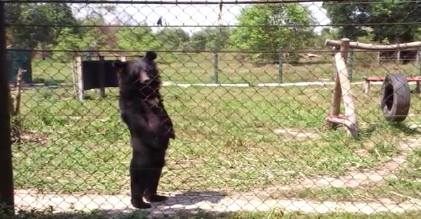 Cet ours debout est trop Mignon. Mais son histoire cache une vérité des plus HORRIBLES!