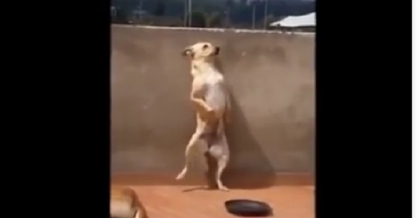 chien danse salsa
