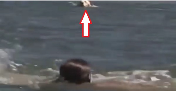 Il était sur le point de se noyer, mais Norman était là. MAGNIFIQUE HISTOIRE!