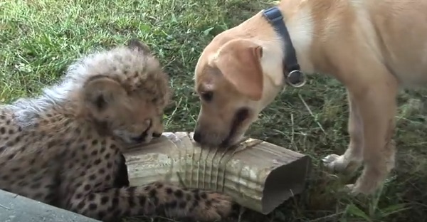 L'amitié entre un chien et un guépard. Vraiment TROP CUTE!