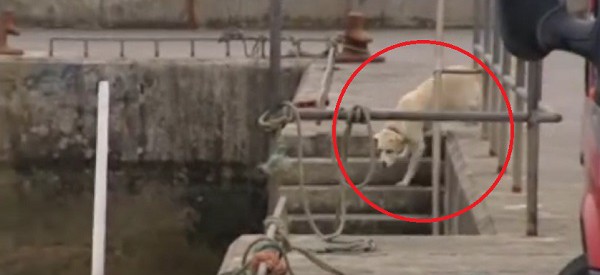 Chaque journée ce chien vient retrouver son ami au port. UN AMI INUSITÉ!