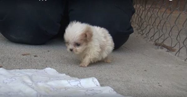Ce Magnifique Petit Chiot A été Sauvé Dune Usine à Chien