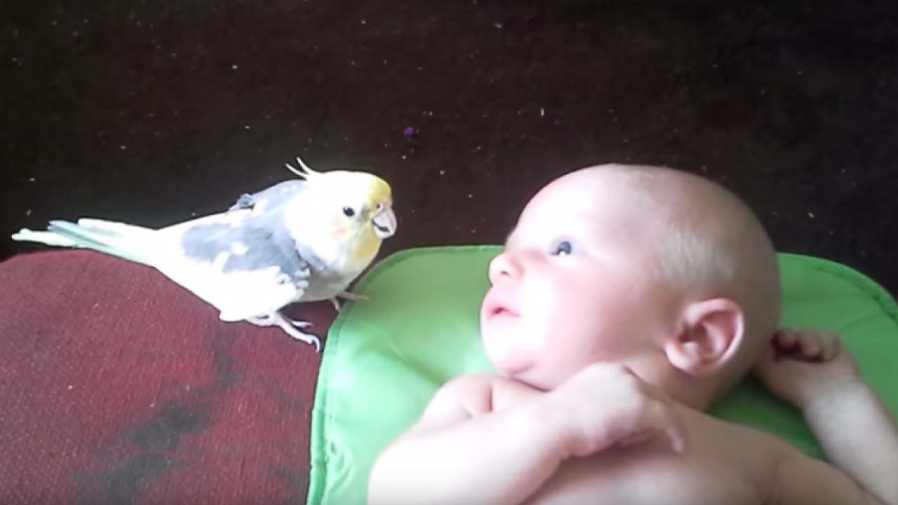 Cette Perruche Saute A Cote Du Nouveau Ne La Reaction De L Oiseau A Ete Visionnee Des Millions De Fois