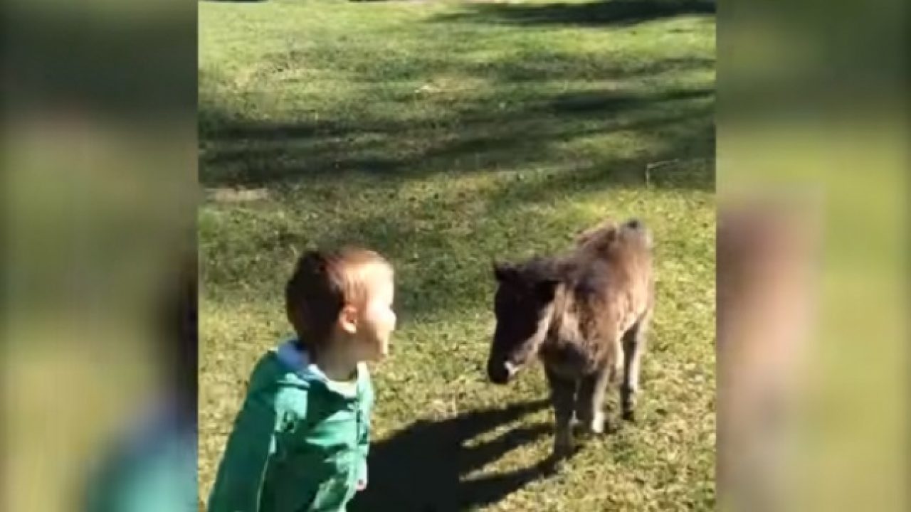 Un Moment De Tendresse Entre Un Bebe Mini Cheval Et Ce Petit Garcon